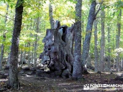 El Castañar de El Tiemblo , Un bosque mágico;ruta de senderismo madrid;rutas senderismo en madrid